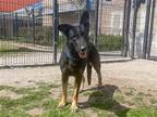 Adopt SOPHIE a Black German Shepherd Dog / Mixed dog in Tustin, CA (41050605)