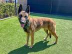 Adopt FIONA a Belgian Malinois / Mixed dog in Tustin, CA (41050604)