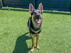 Adopt HEIDI a Black German Shepherd Dog / Mixed dog in Tustin, CA (41042397)