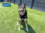 Adopt OSLO a Black Siberian Husky / German Shepherd Dog / Mixed dog in Tustin