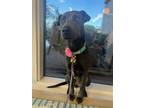 Adopt TASHA a Black Weimaraner / Shar Pei / Mixed dog in Chandler, AZ (39297856)