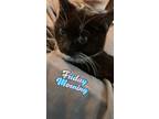 Adopt Trinity a Domestic Shorthair / Mixed (short coat) cat in POMONA