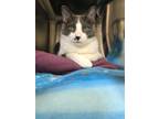 Adopt Suki a Domestic Shorthair / Mixed (short coat) cat in POMONA