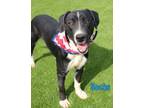 Adopt Socks a Black Mixed Breed (Large) / Mixed dog in Kiln, MS (40251653)