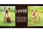 Adopt Lovie a Tan/Yellow/Fawn Golden Retriever / American Pit Bull Terrier /