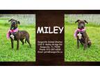 Adopt Miley a Black American Pit Bull Terrier / Golden Retriever / Mixed (short