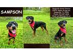 Adopt Sampson a Black Rottweiler / Mixed dog in SEAGOVILLE, TX (40850624)