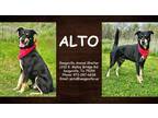 Adopt Alto a Black Shepherd (Unknown Type) / Mixed dog in SEAGOVILLE