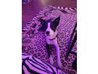 Adopt Apollo a White - with Black Border Collie / Mixed dog in Salt Lake City