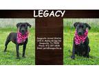 Adopt Legacy a Black Retriever (Unknown Type) / Mixed dog in SEAGOVILLE