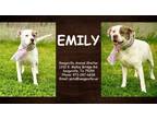 Adopt Emily a White American Pit Bull Terrier / Mixed Breed (Medium) / Mixed
