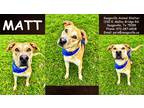 Adopt Matt a Tan/Yellow/Fawn Hound (Unknown Type) / Mixed dog in SEAGOVILLE