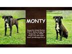 Adopt Monty a Black Golden Retriever / Mixed Breed (Medium) / Mixed (short coat)