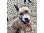 Adopt Wilson a Tan/Yellow/Fawn American Pit Bull Terrier / Mixed Breed (Medium)