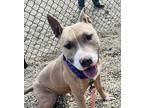 Adopt Wilson a Tan/Yellow/Fawn American Pit Bull Terrier / Mixed dog in Kokomo