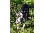 Adopt Big Boy Bruno a Black - with White Boston Terrier / Mixed dog in Plano