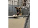 Adopt 55596881 a Tan/Yellow/Fawn Black Mouth Cur / Mixed dog in Los Lunas
