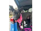 Adopt Amber a Black Labrador Retriever / Mixed dog in Houston, TX (40751544)