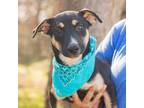 Adopt Kula a Black Shepherd (Unknown Type) / Mixed dog in Waco, TX (40646788)
