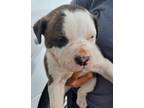 Adopt ELI a White Mixed Breed (Medium) / Mixed dog in Greenville, GA (41062096)