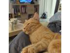 Adopt Flanigan a Orange or Red Tabby Domestic Mediumhair (medium coat) cat in