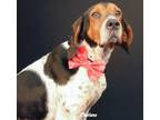 Adopt The Gentleman a Tricolor (Tan/Brown & Black & White) Treeing Walker