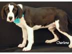 Adopt Joey a Black - with White Beagle / Hound (Unknown Type) / Mixed dog in