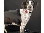 Adopt Pompeii a Black - with White Beagle / Hound (Unknown Type) / Mixed dog in