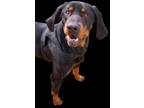 Adopt Guinness a Black - with Tan, Yellow or Fawn Black and Tan Coonhound /