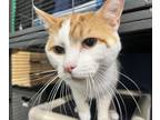 Adopt Desi a White Domestic Shorthair / Mixed Breed (Medium) / Mixed (short