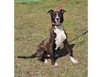 Adopt ARLO a Black American Pit Bull Terrier / Mixed dog in Clinton