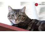 Adopt Tabitha a Brown Tabby Domestic Shorthair (short coat) cat in St.