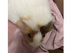 Adopt Dabby a Guinea Pig small animal in Brooklyn, NY (41089095)