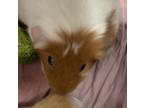 Adopt Cinnamon a Guinea Pig small animal in Brooklyn, NY (41089094)