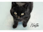 Adopt Nesta a All Black Domestic Shorthair / Domestic Shorthair / Mixed cat in
