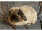 Adopt Mocha a Lop-Eared / Mixed (short coat) rabbit in POMONA, NY (41088458)