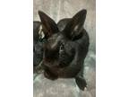 Adopt Baby 8-Bugz a Rex / Mixed (short coat) rabbit in POMONA, NY (41088388)