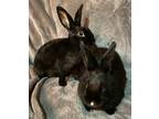 Adopt Dalia (Baby 6) a Rex / Mixed (short coat) rabbit in POMONA, NY (41088386)