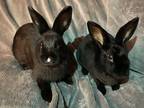 Adopt Gwendolyn (Baby 5) a Rex / Mixed (short coat) rabbit in POMONA