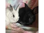 Adopt Baby 3-Static a Blanc de Hotot / Mixed (short coat) rabbit in POMONA