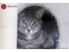 Adopt Edna a Tortoiseshell Domestic Shorthair (short coat) cat in St.