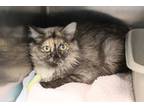 Adopt Sharona a Tortoiseshell Domestic Mediumhair (medium coat) cat in House