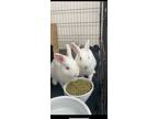 Adopt Quinn a Florida White / Mixed (short coat) rabbit in POMONA, NY (41088390)