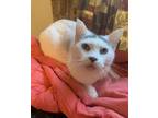 Adopt Abom a White (Mostly) Domestic Shorthair (short coat) cat in Brighton