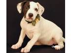 Adopt Dolores a Brindle - with White Terrier (Unknown Type