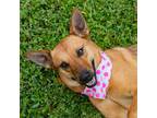 Adopt Kona a Tan/Yellow/Fawn German Shepherd Dog / Mixed dog in Waco
