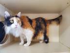 Adopt Brie a Orange or Red Domestic Longhair / Domestic Shorthair / Mixed cat in