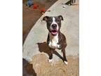 Adopt Rhea a Black American Pit Bull Terrier / Mixed Breed (Medium) / Mixed