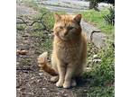 Adopt Ollie-Barn-Farm a Orange or Red Domestic Shorthair (short coat) cat in