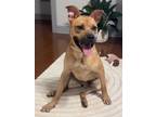 Adopt Courtesy Listing a Tan/Yellow/Fawn - with Black Pit Bull Terrier / Mixed